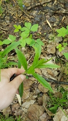 Lysimachia thyrsiflora
