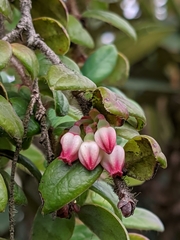 Vaccinium nummularia