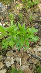 Lysimachia thyrsiflora