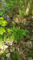 Lysimachia thyrsiflora