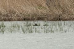 Tachybaptus ruficollis