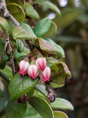 Vaccinium nummularia