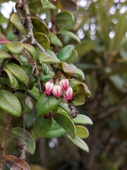 Vaccinium nummularia