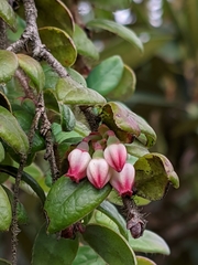 Vaccinium nummularia