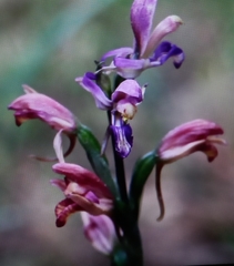 Dactylorhiza iberica