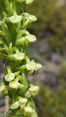 Platanthera pollostantha