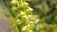 Platanthera pollostantha