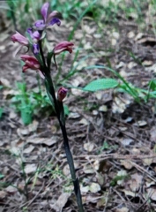 Dactylorhiza iberica