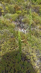 Platanthera pollostantha