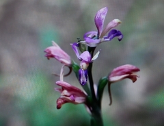 Dactylorhiza iberica