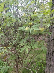 Sambucus racemosa