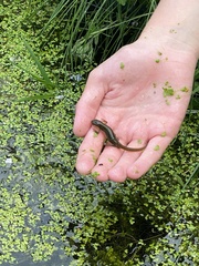 Lissotriton vulgaris