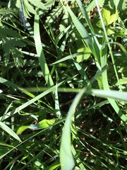 Enallagma cyathigerum