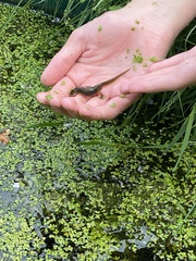 Lissotriton vulgaris