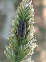 Hymenoplia