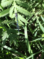 Enallagma cyathigerum