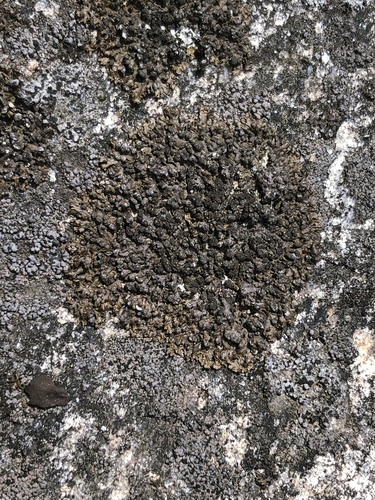 Melanelia sorediata image
