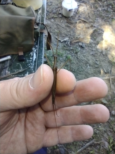ihlica vodná (Ranatra linearis)