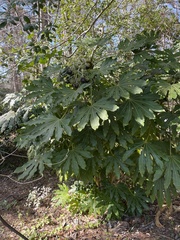 Fatsia