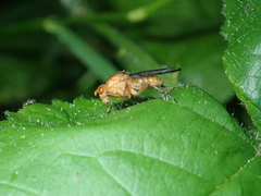 Sphaeroceroidea