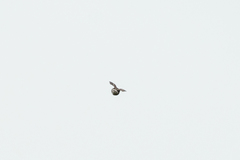 Spodiopsar cineraceus