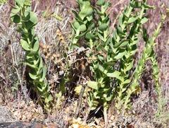 Linaria grandiflora