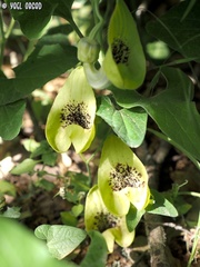Aristolochia paecilantha