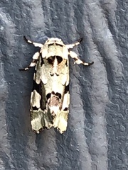 Emarginea percara