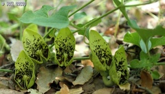 Aristolochia paecilantha