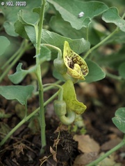 Aristolochia paecilantha
