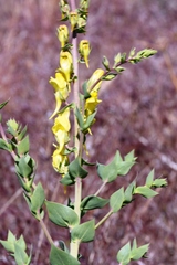 Linaria grandiflora