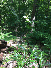Festuca subverticillata