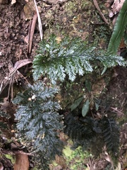 Trichomanes obscurum