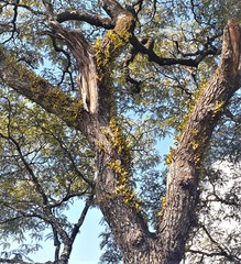 Bulbophyllum maximum