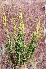 Linaria grandiflora