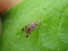 Tephritis vespertina