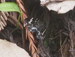 Trichodezia californiata