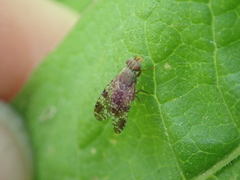Tephritis vespertina