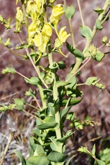 Linaria grandiflora