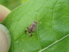 Tephritis vespertina