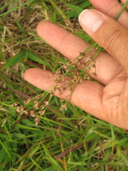 Juncus microcephalus