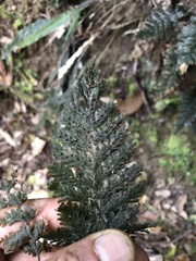 Trichomanes obscurum