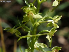 Platanthera holmboei