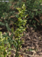 Platanthera holmboei