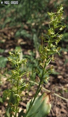 Platanthera holmboei