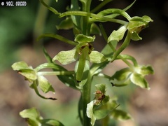 Platanthera holmboei