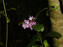Ardisia opegrapha