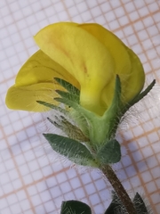 Lotus delortii
