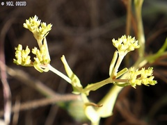 Valerianella muricata