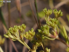 Valerianella muricata